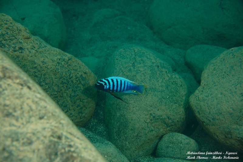 Maylandia fainzilberi 'Ngwasi'